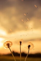 A Dandelion blowing seeds in the wind at dawn.Closeup,macro