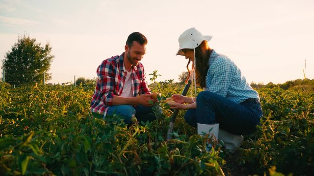 couple of farmers harvesting organic potatoes in field 