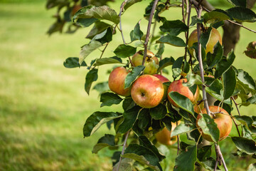 apple orchard. ripe apples on the tree