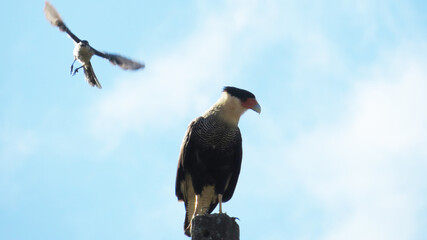 Bird fighting with an eagle.