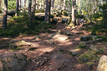 Beautiful mystical dark autumn forest in fog. A path between fir and pine-tree in sunlight. Colorful landscape in wild mountain with green grass and rocky moss stones. 