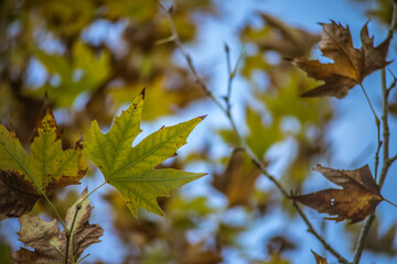 Leaves starting to feel the autumn effects