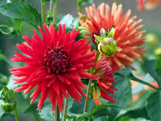 Dahlienblüte mit Knospe
