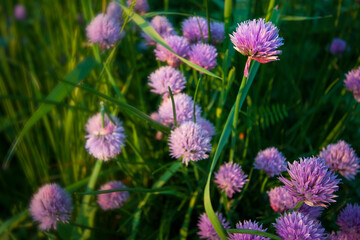 Blooming chive flowers in the garden with warm afternoon light and negative space for copy.