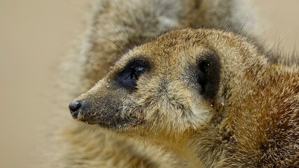 Erdmännchen, Manguste - Nahaufnahme Portrait