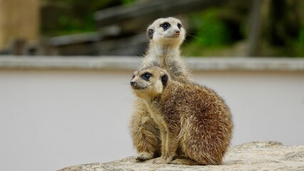 Erdmännchen, Manguste - Nahaufnahme Portrait