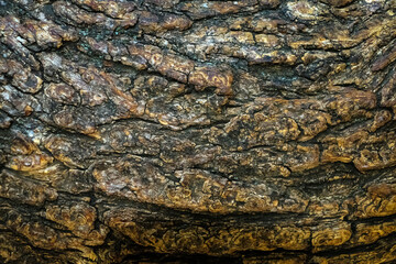 Bark of an old tree.