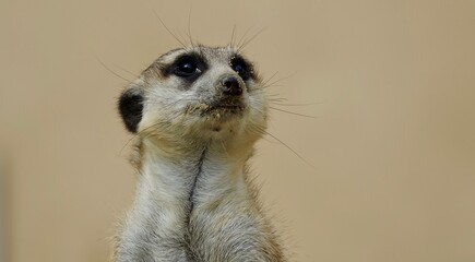 Erdmännchen, Manguste - Nahaufnahme Portrait