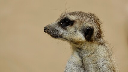 Erdmännchen, Manguste - Nahaufnahme Portrait