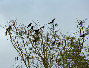 tree with birds