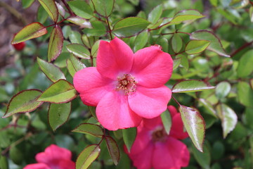 Obraz premium close up of a pink flower