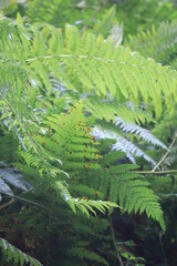 fern leaf in the forest