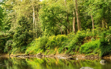 Obraz premium A Placid River Runs Through a Forest.