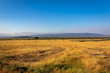 Fototapeta na wymiar ケニアのマサイマラ国立保護区で見た、朝の野原と青空