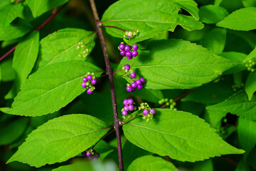 Purple berries of the Beautyberry plant (Callicarpa) in the fall
