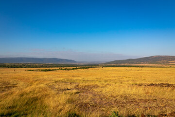 Fototapeta na wymiar ケニアのマサイマラ国立保護区で見た、朝の野原と青空