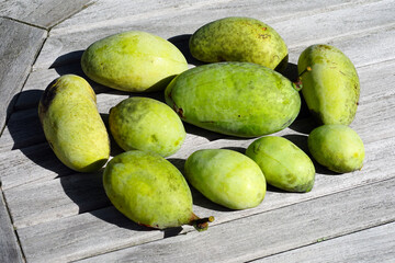 Ripe fruit of the common pawpaw (asimina triloba)