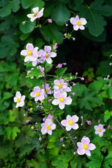 Pale pink Japanese anemone flower in bloom (Anemone hupehensis)