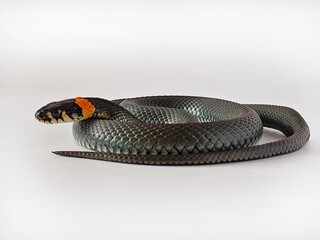 Obraz premium Non-venomous snake on a white background. A macro shot of a snake.