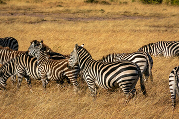 Fototapeta na wymiar ケニアのマサイマラ国立保護区で見かけたシマウマの群れ
