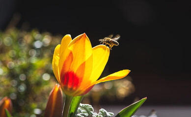 Bee Landing on Tulip