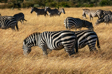 Naklejka na ściany i meble ケニアのマサイマラ国立保護区で見かけたシマウマの群れ