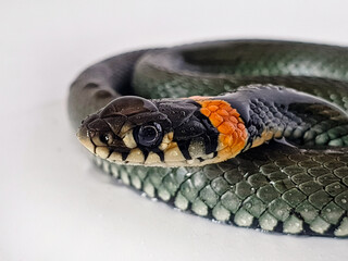 Obraz premium Non-venomous snake on a white background. A macro shot of a snake.