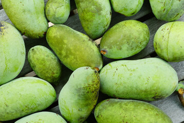 Ripe fruit of the common pawpaw (asimina triloba)