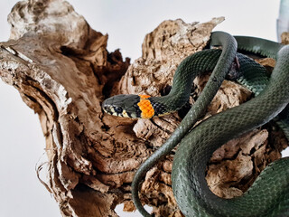 Non-venomous snake on a white background. A macro shot of a snake.