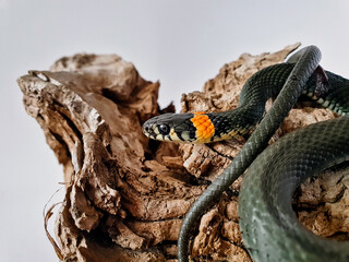 Naklejka premium Non-venomous snake on a white background. A macro shot of a snake.