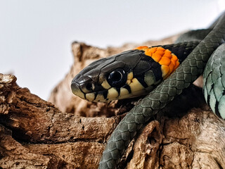Non-venomous snake on a white background. A macro shot of a snake.