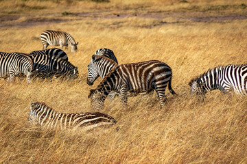 Fototapeta na wymiar ケニアのマサイマラ国立保護区で見かけたシマウマの群れ