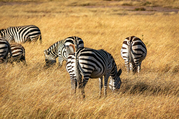 Naklejka na ściany i meble ケニアのマサイマラ国立保護区で見かけたシマウマの群れ