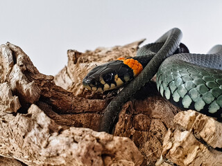 Non-venomous snake on a white background. A macro shot of a snake.