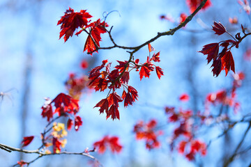 maple leaves on the branch