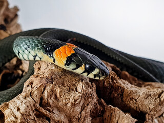 Non-venomous snake on a white background. A macro shot of a snake.