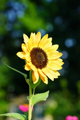 A yellow sunflower (helianthus) in summer