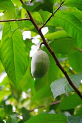 Fruit of the common pawpaw (asimina triloba) growing on a tree