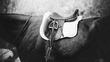 A black-and-white image of sports equipment worn on a racehorse. This saddle, stirrup and white...