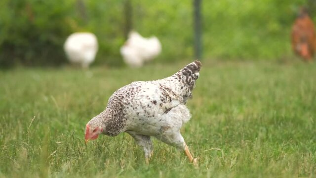 Domestic chicken walking on green grass feeding on rural eco farm.