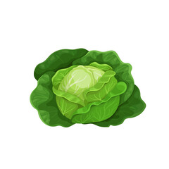 Obraz premium Cabbage with big leaves in cartoon trendy style. Healthy food. Farm fresh veggie just from the garden. Organic eco vegetable for salads. Vector illustration isolated on white background.