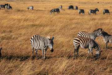 Fototapeta na wymiar ケニアのマサイマラ国立保護区で見た、シマウマなど草食動物の群れ