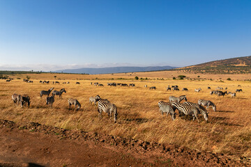 Fototapeta na wymiar ケニアのマサイマラ国立保護区で見た、野原にいるシマウマなどの群れと青空