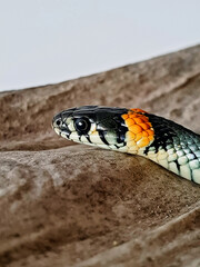 Non-venomous snake on a white background. A macro shot of a snake.