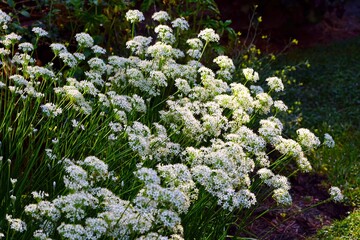 Obraz premium White flowers of the garlic chive nira herb