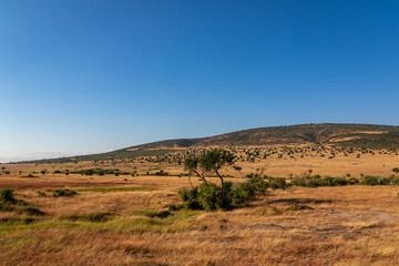 Fototapeta na wymiar ケニアのマサイマラ国立保護区に広がる、野原と青空