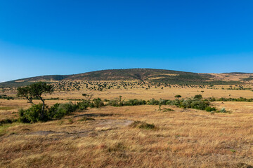 Fototapeta na wymiar ケニアのマサイマラ国立保護区に広がる、野原と青空