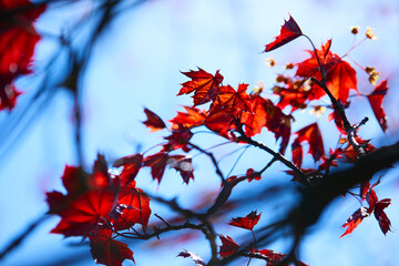 maple leaves on the branch
