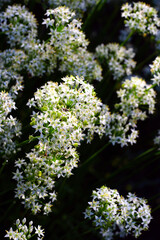 White flowers of the garlic chive nira herb