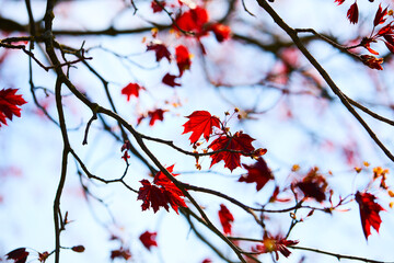 maple leaves on the branch